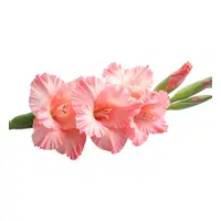 Gladiolus | Spring Flowers Names