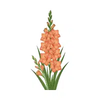 Gladiolus
