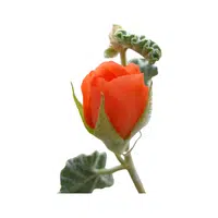 Globemallow