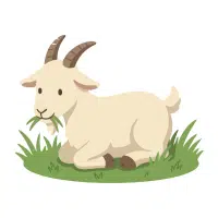 Goat
