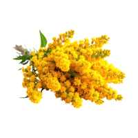 Goldenrod | Wild Plants Names