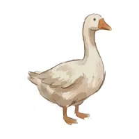Goose | Farm Birds Names
