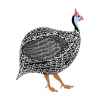 Guinea fowl | Farm Birds Names