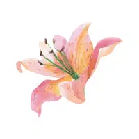 Hardy Lily