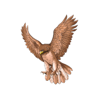 Hawk | Mountain Birds Names