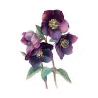 Hellebore | Spring Flowers Names