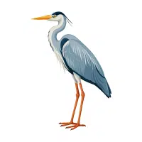 Heron