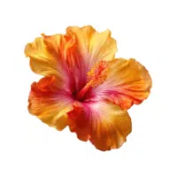 Hibiscus | Garden Plants Names