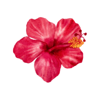Hibiscus | Tropical Flowers Names