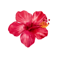 Hibiscus | Tropical Plants Names