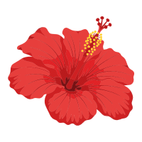 Hibiscus Rosa | Tropical Flowers Names
