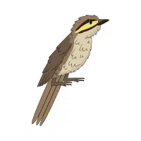 Honeyeater
