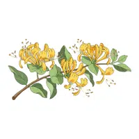 Honeysuckle | Garden Flowers Names