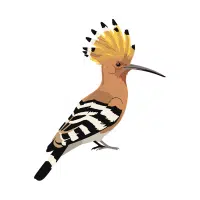 Hoopoe