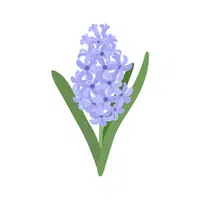 Hyacinth