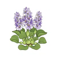 Hyacinth | Desert Flowers Names