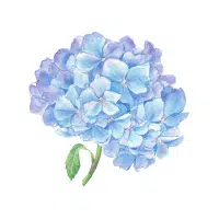 Hydrangea | Garden Flowers Names