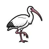 Ibis | Zoo Birds Names
