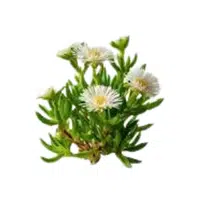 Iceplant | Desert Flowers Names