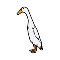 Indian Runner | Farm Birds Names