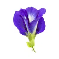 Indigo | Desert Flowers Names