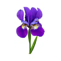 Iris | Desert Flowers Names