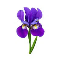 Iris | Water Flowers Names