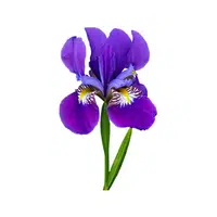 Iris | Spring Flowers Names
