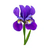 Iris | Garden Flowers Names