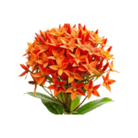 Ixora | Tropical Plants Names