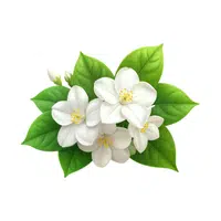 Jasmine | Desert Flowers Names