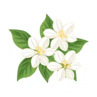 Jasmine | Garden Plants Names