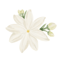 Jasmine | Tropical Flowers Names