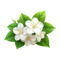 Jasmine | Tropical Plants Names