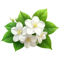 Jasmine | Garden Flowers Names