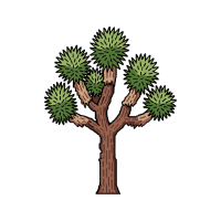 Joshua | Desert Plants Names