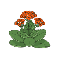 Kalanchoe | Tropical Flowers Names