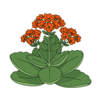 Kalanchoe | Desert Plants Names