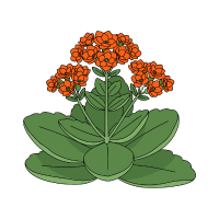 Kalanchoe | Tropical Plants Names