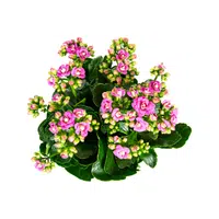 Kalanchoe | Desert Flowers Names