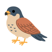Kestrel | Mountain Birds Names