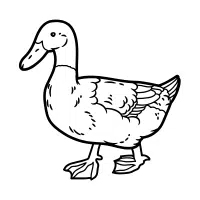 Khaki Campbell | Farm Birds Names