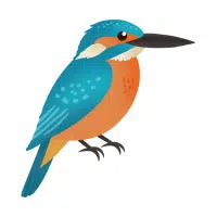 Kingfisher | Zoo Birds Names