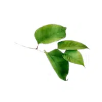 Knotweed | Water Flowers Names
