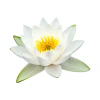 Lake Lily | Water Flowers Names