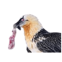 Lammergeier | Mountain Birds Names