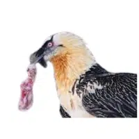 Lammergeier | Mountain Birds Names