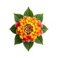 Lantana | Spring Flowers Names