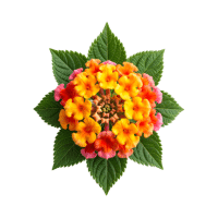 Lantana | Tropical Flowers Names