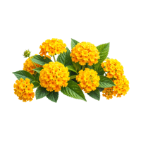 Lantana | Wild Plants Names